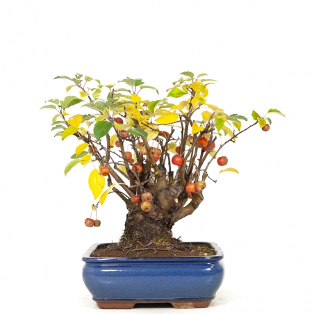 Malus evereste - Melo - 48 cm