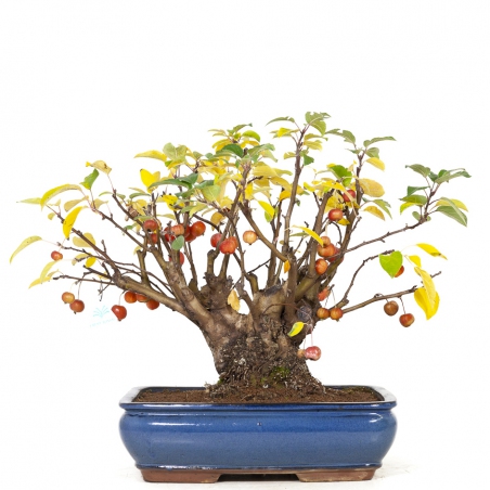 Malus evereste - Apple tree - 48 cm