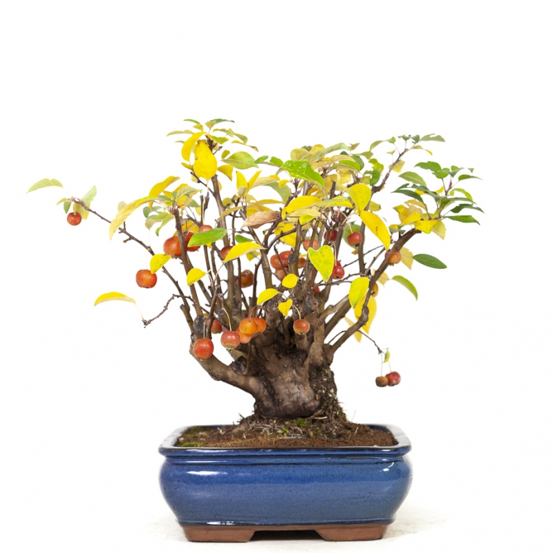 Malus evereste - Melo - 48 cm