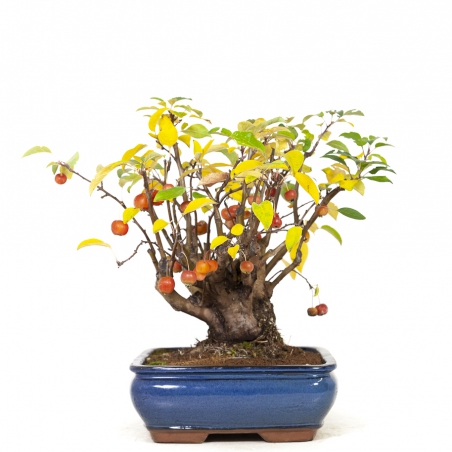 Malus evereste - Melo - 48 cm