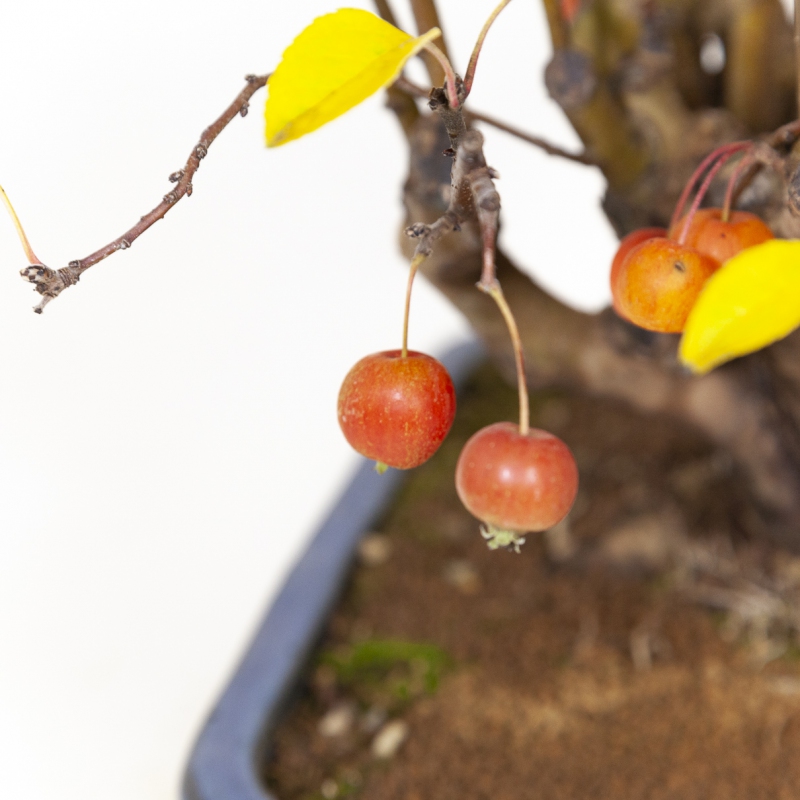 Malus evereste - Apple tree - 48 cm