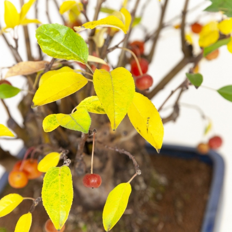 Malus evereste - Melo - 48 cm