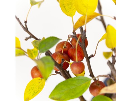 Malus evereste - Apple tree - 48 cm