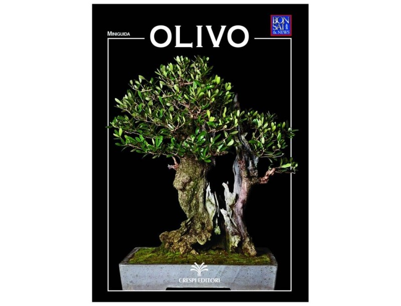 Olivo - Miniguida BONSAI & news