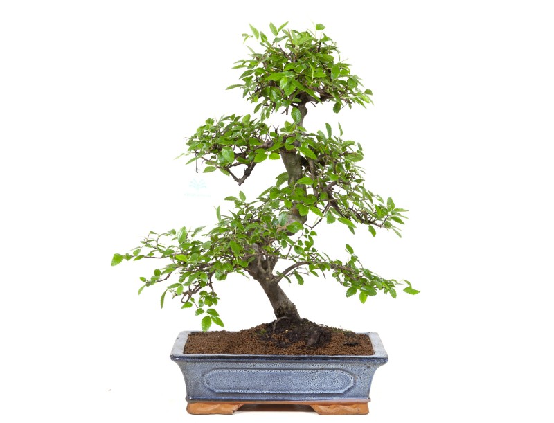 Zelkova-Nire-Bonsai