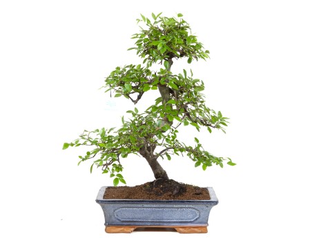 Zelkova-Nire-Bonsai