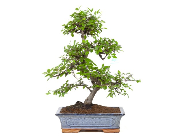 Zelkova-Nire-Bonsai 2