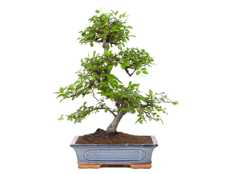 bonsaï de zelkova noir