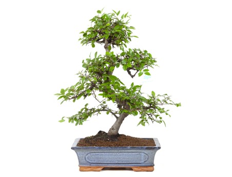 bonsái de zelkova nire