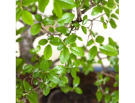 bonsái de zelkova nire