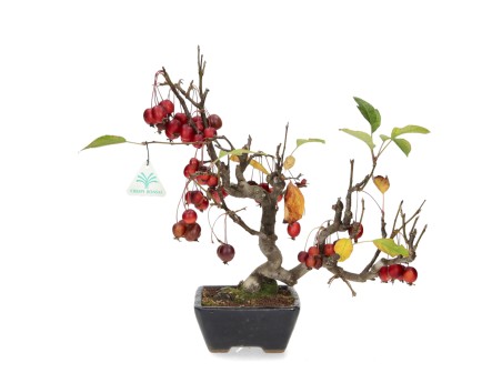 Malus evereste - 36 cm