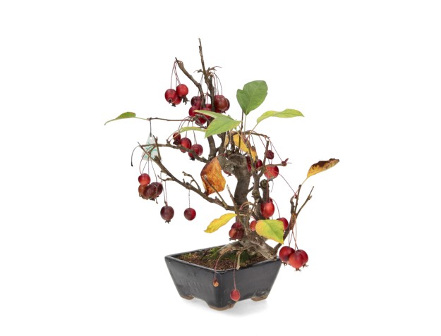 Malus evereste - 36 cm 2