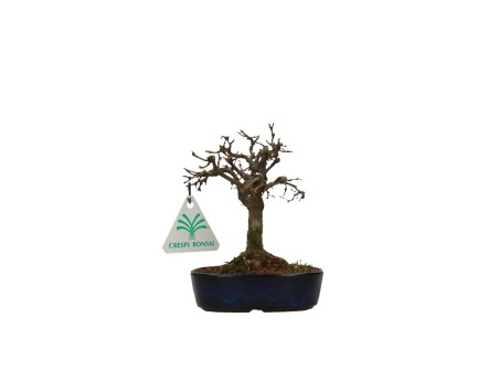 Zelkova serrata - Orme - 13 cm