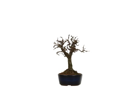 Zelkova serrata – Ulme – 13 cm