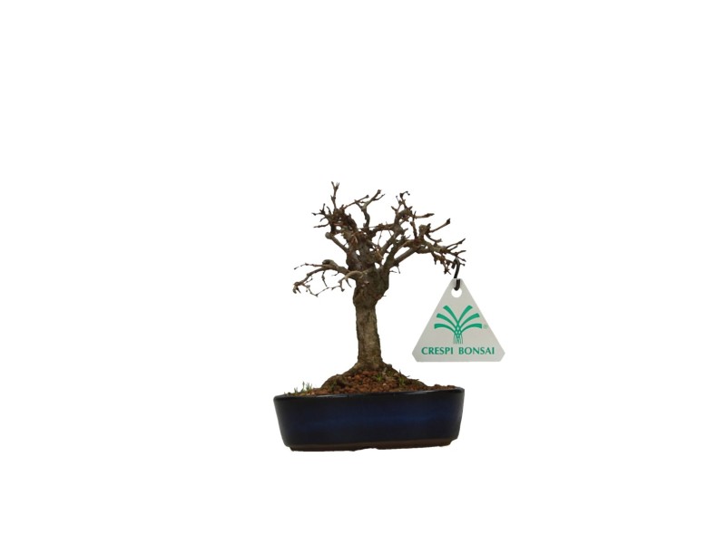 Zelkova serrata – Ulme – 13 cm
