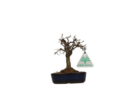 Zelkova serrata - Iep - 13 cm