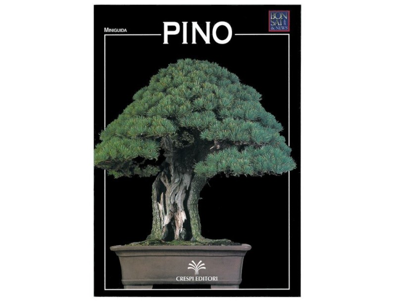 Pino - Miniguida BONSAI & news