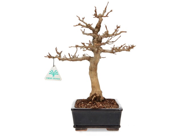 Acer buergerianum - érable - 34 cm 2