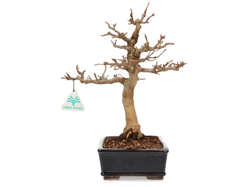 Acer buergerianum - maple - 34 cm