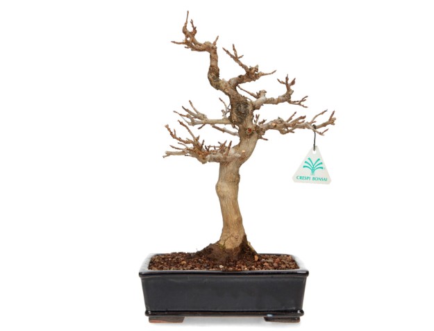 Acer buergerianum - maple - 34 cm