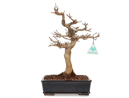 Acer buergerianum - acero - 34 cm