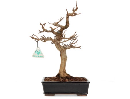 Acer buergerianum - Ahorn - 34 cm