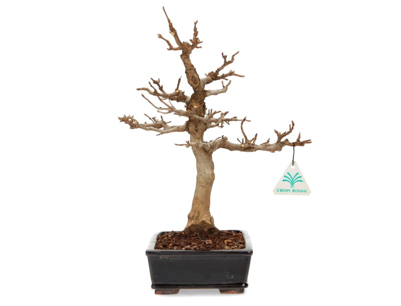 Acer buergerianum - Ahorn - 34 cm