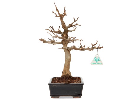 Acer buergerianum - Ahorn - 34 cm