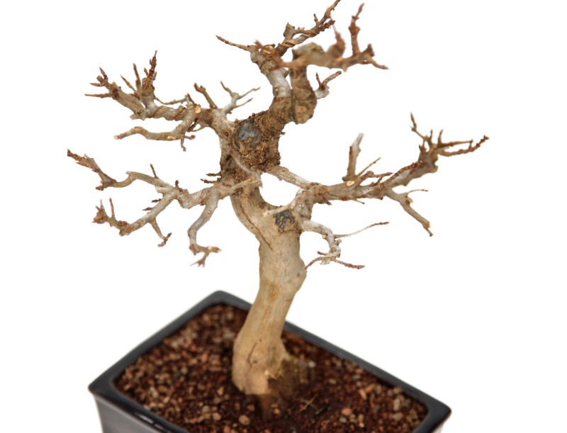 Acer buergerianum - maple - 34 cm
