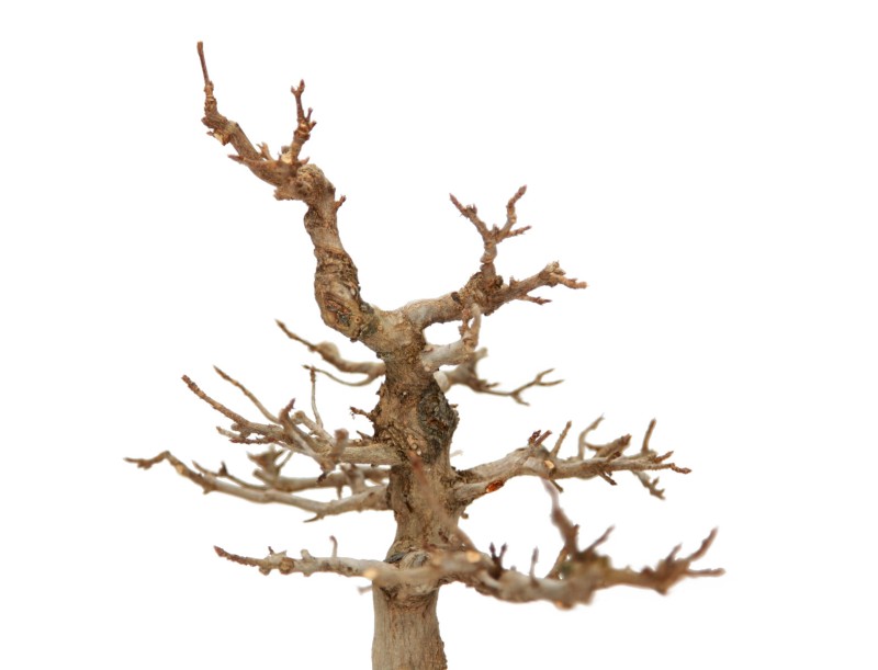 Acer buergerianum - acero - 34 cm