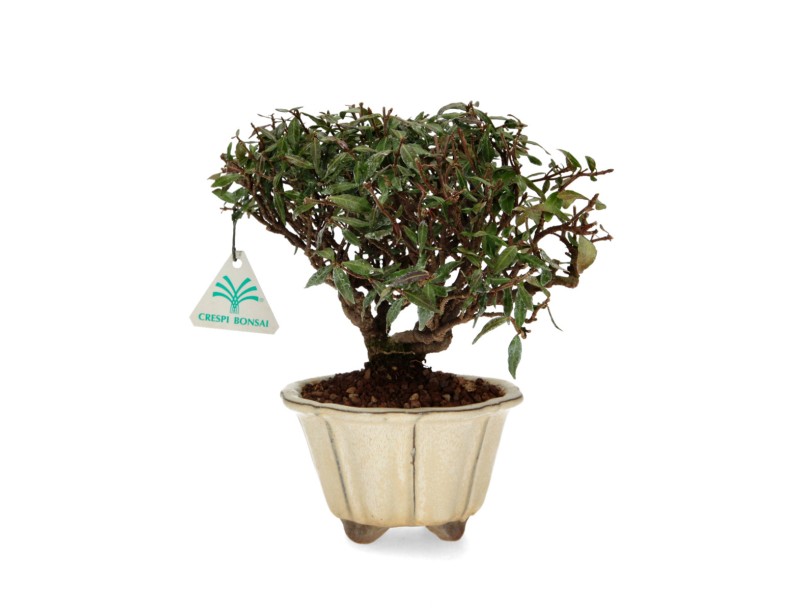Trachelospermum asiaticum - Jasmin d'Asie - 23 cm