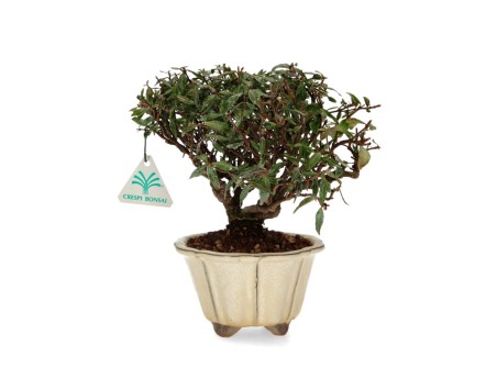 Trachelospermum asiaticum - Jazmín oriental - 23 cm