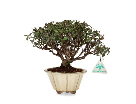 Trachelospermum asiaticum - Jazmín oriental - 23 cm