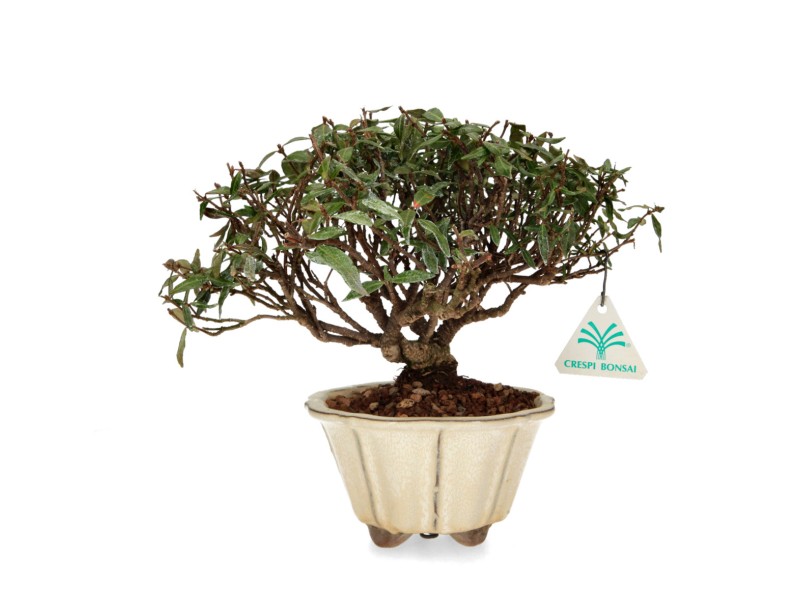 Trachelospermum asiaticum - Jasmin d'Asie - 23 cm
