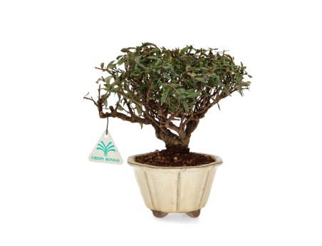 Trachelospermum Asiaticum - Gelsomino orientale - 23 cm