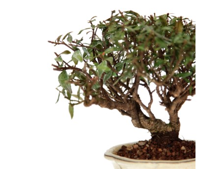 Trachelospermum asiaticum - Jasmin d'Asie - 23 cm