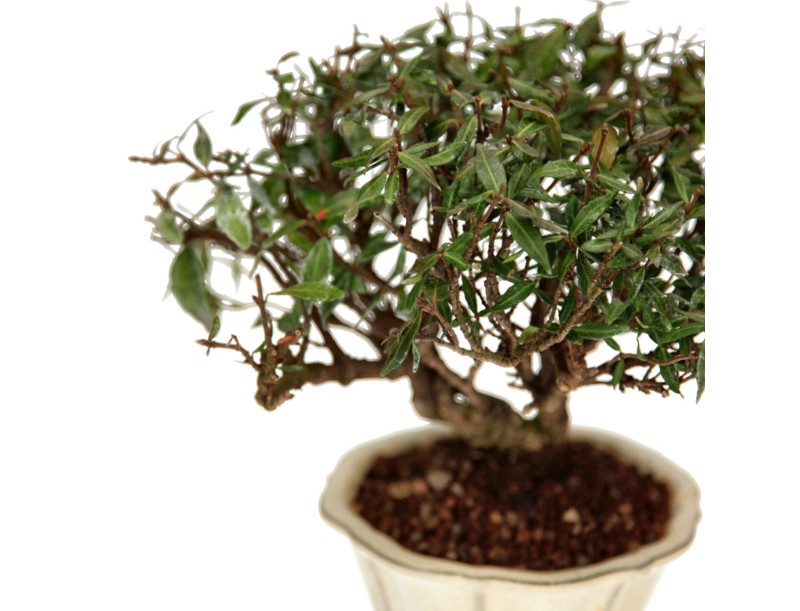 Trachelospermum Asiaticum - Aziatische jasmijn - 23 cm