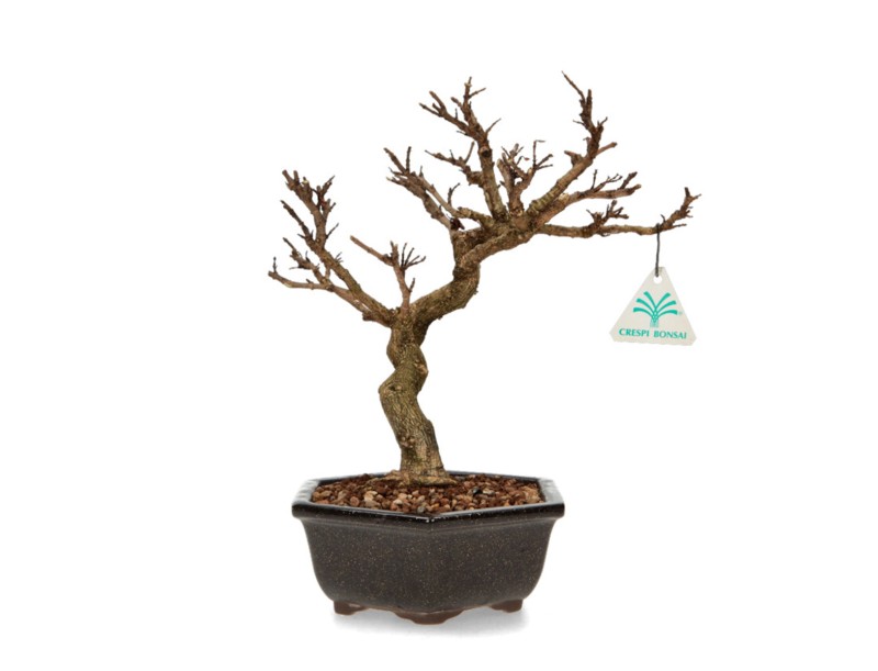 Adina Pilulifera - 28 cm