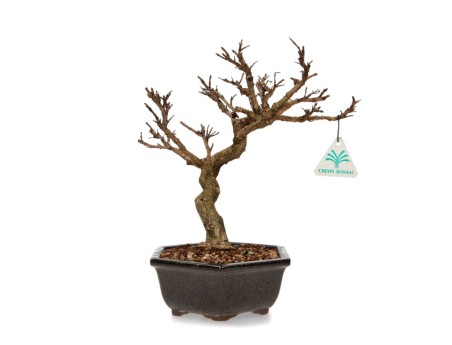 Adina Pilulifera - 28 cm