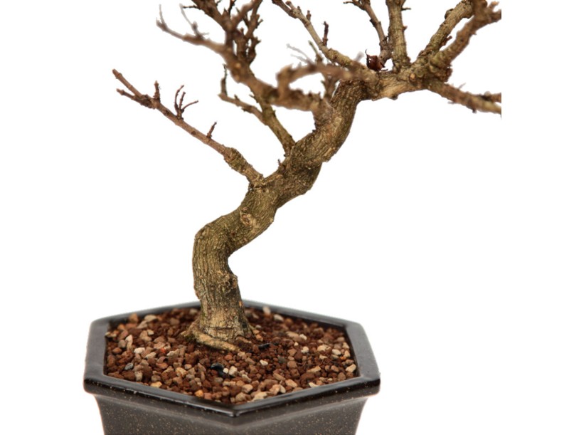 Adina Pilulifera - 28 cm