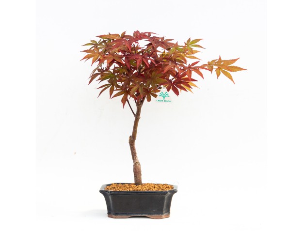 Acer palmatum nomura - Maple - 32 cm