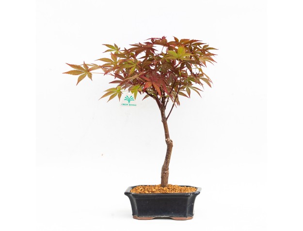 Acer palmatum nomura - Esdoorn - 32 cm 2