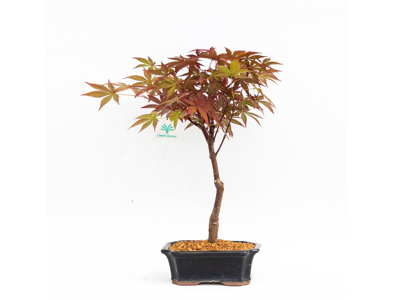 Acer palmatum nomura - Maple - 32 cm