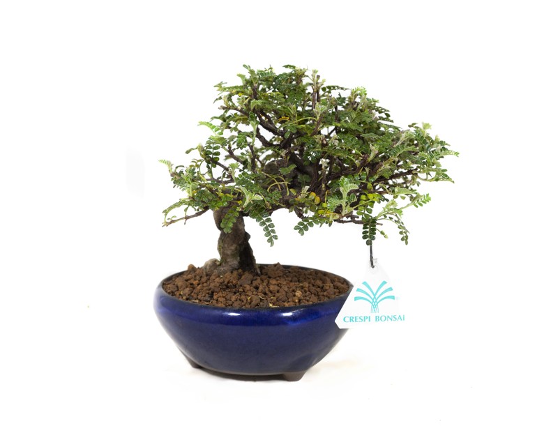 Osteomeles anthyllidifolia - 17,5 cm