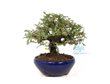 Osteomeles anthyllidifolia - 17,5 cm
