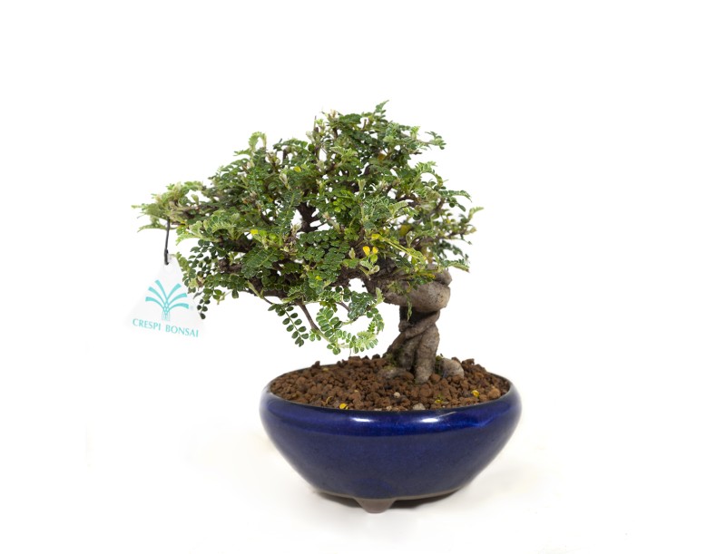 Osteomeles anthyllidifolia - 17,5 cm