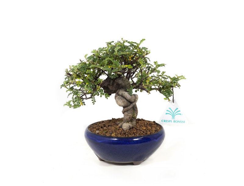 Osteomeles anthyllidifolia - 17,5 cm
