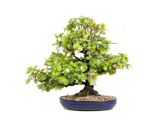 Rhaphiolepis indica - 63 cm