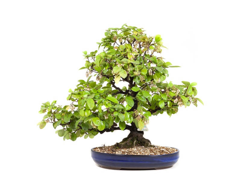 Rhaphiolepis indica - 63 cm