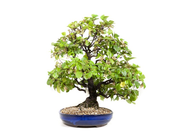Rhaphiolepis indica - 63 cm 2